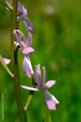 Lax-flowered orchid // Lockerblütiges Knabenkraut (Anacamptis laxiflora) - Vjosa-Narta Delta, Albania