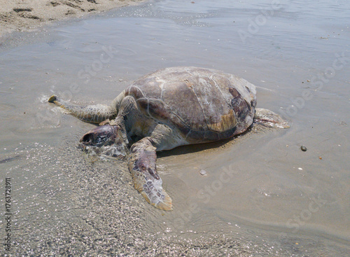 Washed up dead sea turtle. Highlights urgent conservation issues, bycatch, plastic litter, and threats to marine biodiversity.