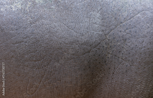Closeup of rugged hippo skin