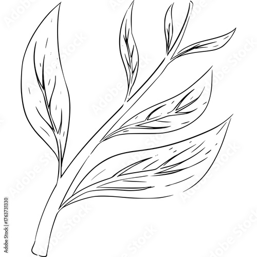 Leaves of a plant Vector illustration Sketch Style