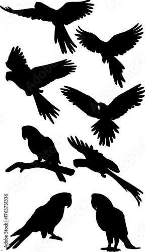 Silhouette set of parrots
