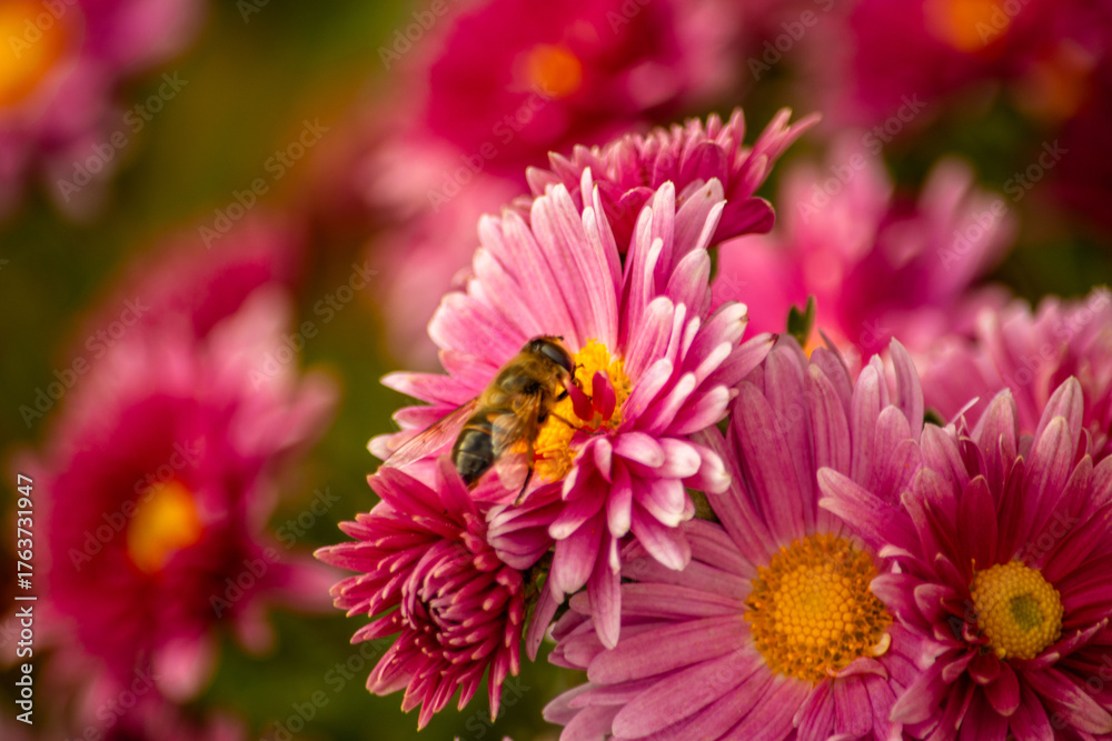 Obraz premium bee on a flower