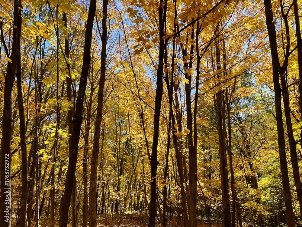 Fototapeta premium autumn in the forest