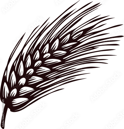 Detailed black and white illustration of an ear of wheat with long awns and intricate grain detail