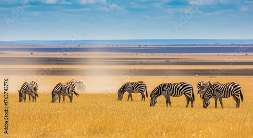 A group of zebras graze in a golden field under a blue sky, with a hazy horizon in the distance.