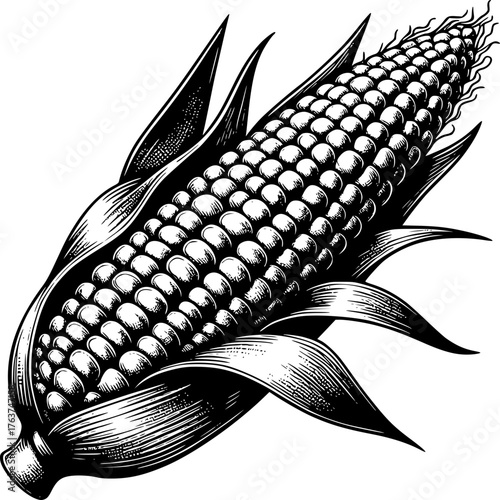 Corn Close-up: a single, ripe ear of corn with its protective husk and silk, symbolizing nature's bounty and culinary delight. 
