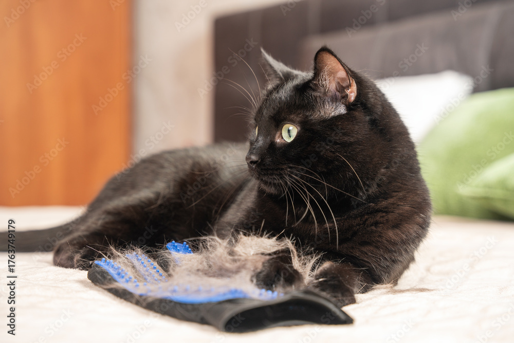 Fototapeta premium Shedding in animals, black cat lying with a glove for combing out shedding hair