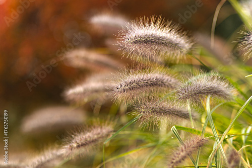 Flowering fountain grass (Pennisetum alopecuroides), ornamental grasses in an autumn garden on a sunny day