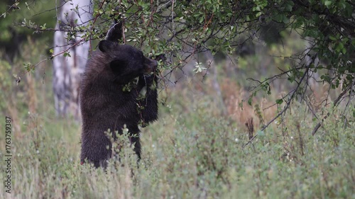 Black Bear Feeding on Berries in Autumn in Wyoming