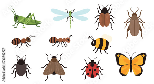 Diverse Insect Collection - A Colorful Vector Illustration.