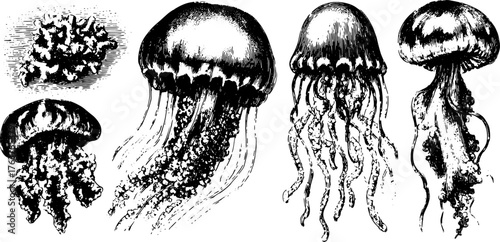Vintage jellyfish engravings showcasing black line drawings. This marine organism set serves as a decorative vector illustration.