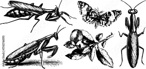 Antique insect illustrations in a set including butterfly and mantis. Hand-drawn black outline vector illustration for vintage decor projects.