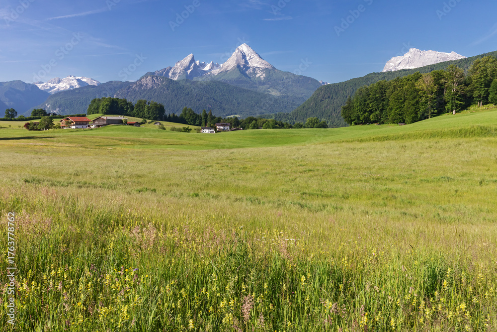 Fototapeta premium Eine blütenreiche Wiese mit Klappertopf bei Bischofswiesen in Bayern, Deutschland. Im Hintergrund in der Mitte das Bergmassiv des Watzmanns, ganz rechts der Gipfel des Hochkalters.