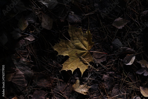 Yellow maple leaf and autumn shadows