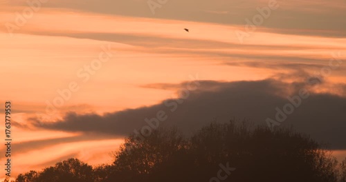 Bird flying sunset dramatic moody cloud sky