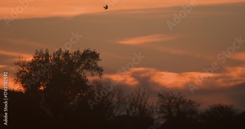 Birds flying over sunset trees dramatic moody golden light sky