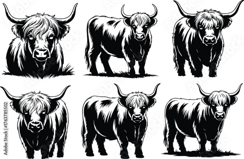 Highland cattle illustrations, black and white livestock sketches, shaggy cow poses, horned cattle artwork, farm animal vector, agriculture design elements