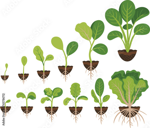 Plant growth stages, leafy vegetable development, seedling to mature plant, root system evolution, botany education, gardening cycle, agricultural illustration, soil biology, plant anatomy
