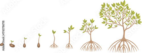 Plant life cycle, seed to tree, growth stages, botanical development, root system evolution, nature education, tree anatomy, biology concept, soil illustration, green growth