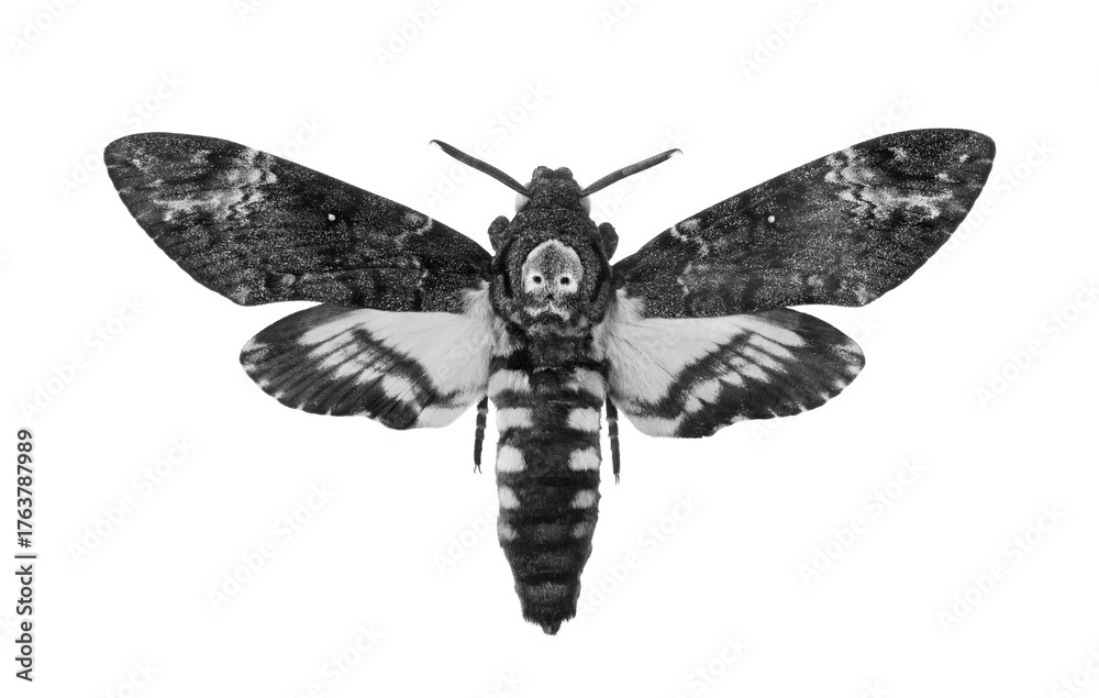 Obraz premium Death's-head Hawkmoth isolated on a transparent background. Acherontia atropos black and white. Large rare moth.
