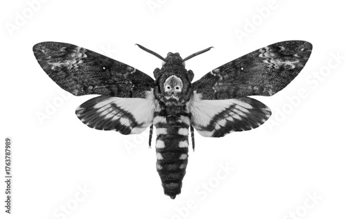 Foto Death's-head Hawkmoth isolated on a transparent background