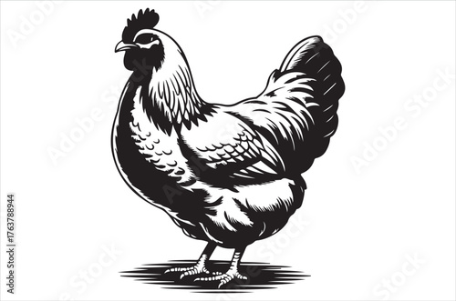 Vector silhouette set of detailed quality chickens - hens, poultry, roosters, cock and baby chicks in farm