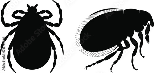Tick and flea silhouette illustration, black and white parasite vector, insect anatomy artwork, veterinary pest design, entomology reference graphic