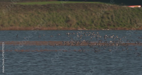 Large flock of wetland birds flying swooping over water