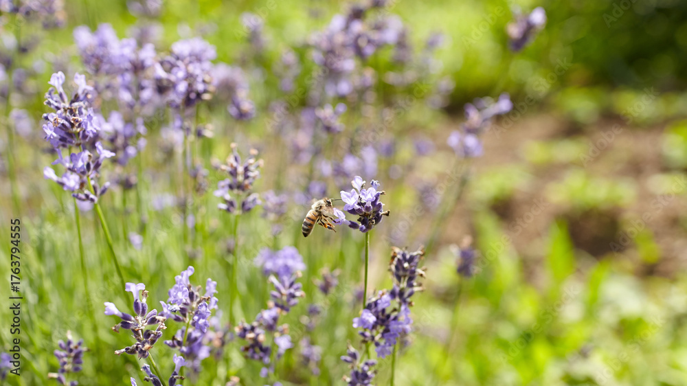 Obraz premium Honeybee hovering over vibrant lavender flowers in a lush garden, showcasing the beauty of nature and the importance of pollinators in a thriving ecosystem