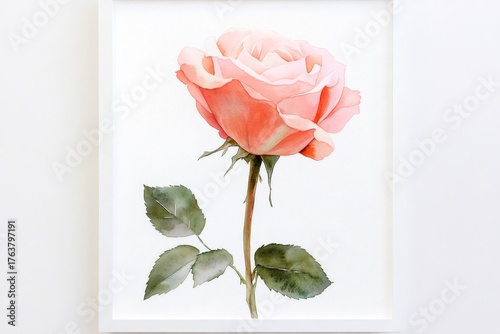 Pink rose blooming, showcasing its petals and green leaves in a minimalist watercolor illustration style