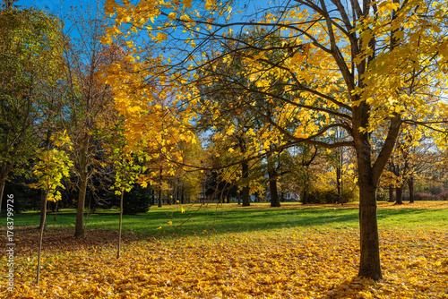 Bright colorful autumn landscape with yellow maple leaves. Pushkin, Saint Prtersburg, Russia.