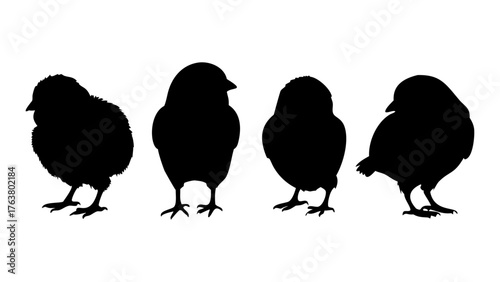 Silhouette of chicks vector 