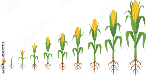 Corn plant growth, seed to maturity, cob formation stages, agricultural development, root system evolution, farming cycle, botany education, crop anatomy, soil biology