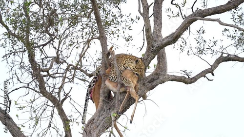 A powerful leopard secures its impala kill high in a tree, a classic, raw scene of predation and survival in the African wilderness.