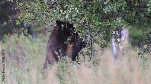 Black Bear Feeding on Berries in Autumn in Wyoming