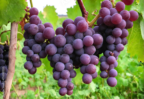 Vine grapes on tree