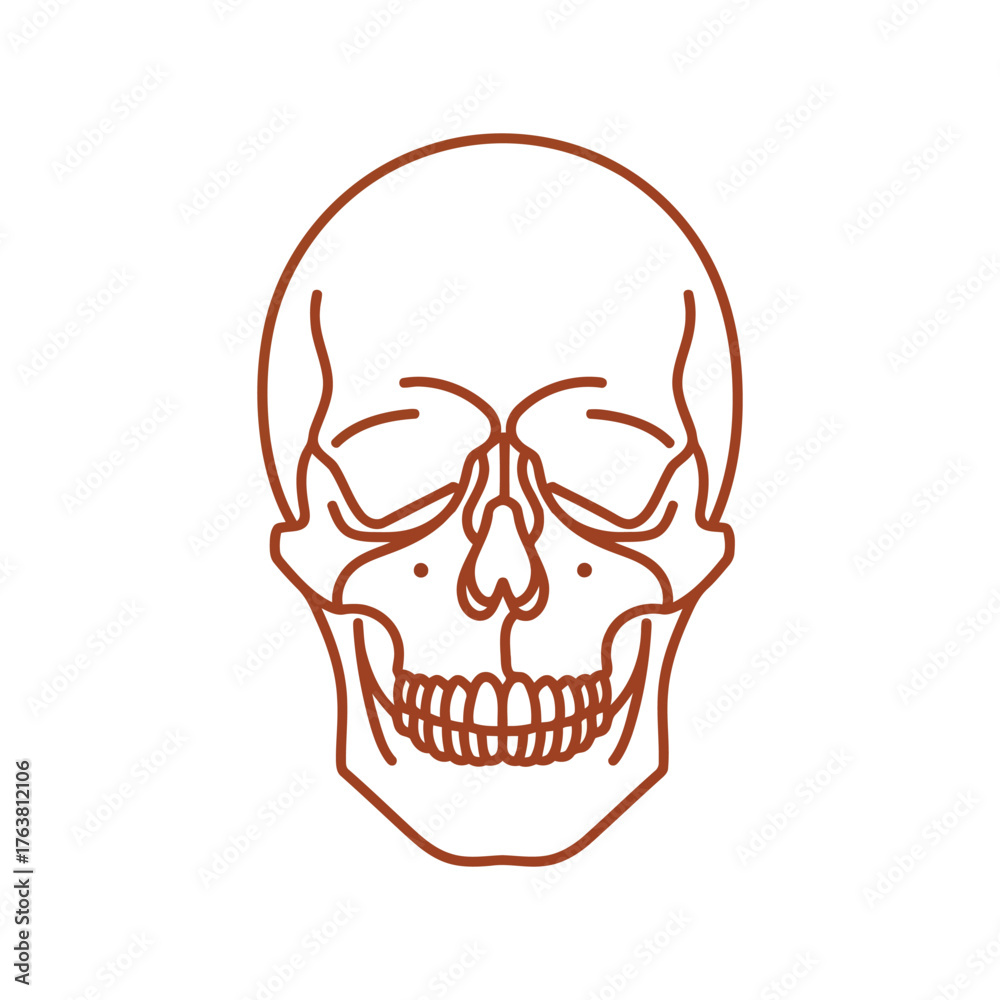 Fototapeta premium Stylized human skull outline drawing minimalist bone anatomy medical science concept vector