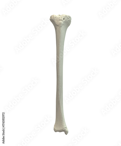 Фотография Anatomy of tibia bone, front view, 3D illustration