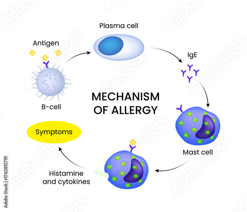 Mechanism of Allergy Immune System Response Pathway