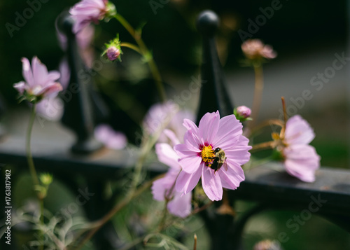 Bees pollinating pink flowers near a black fence in a sunny garden setting during springtime