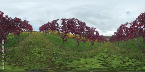 VR360 Sphärisches Kugelpanorama von buntem Weinberg im Herbst