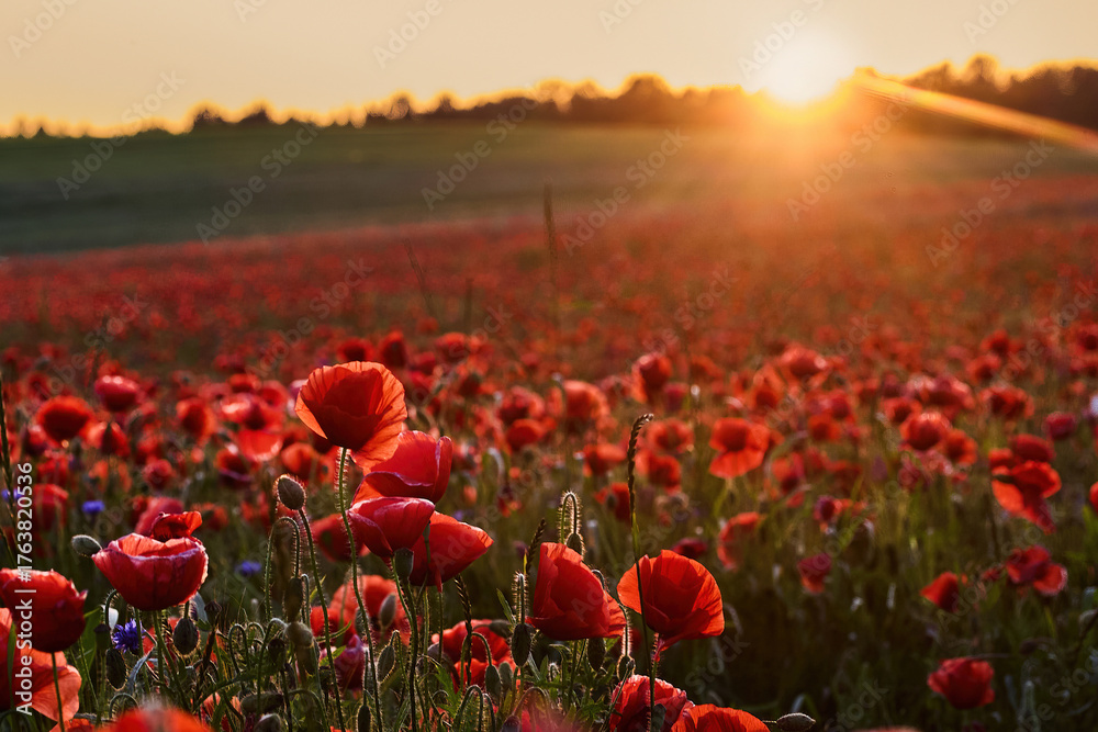 Naklejka premium Red poppies in a poppies field. Remembrance or armistice day.