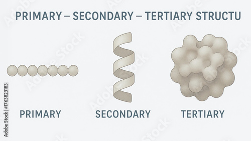 Primary protein chain herniated disc health awareness concept visual explaining primary secondary tertiary protein structure with simple shapes and neutral tones for educational use