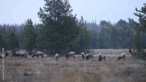 Herd of Elk During the Rut in Autumn in Grand Teton National Park Wyoming