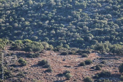 Galille landscape with mountains