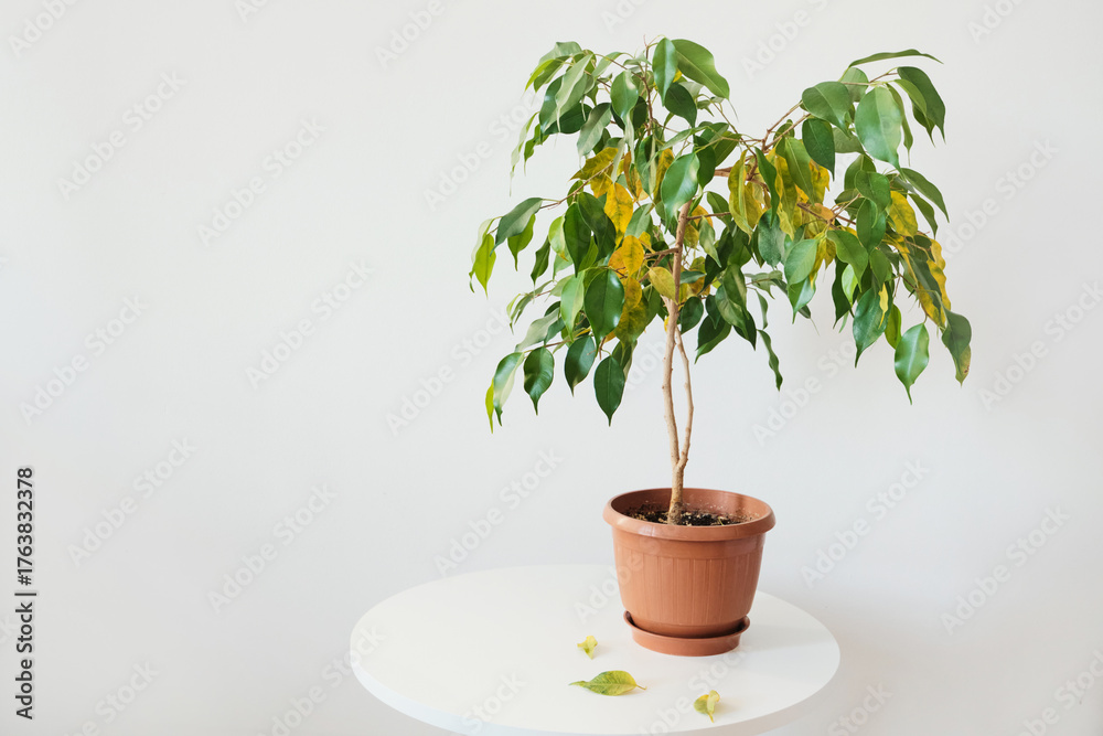 Fototapeta premium Potted ficus plant with green and yellow leaves on white table. Sick houseplant
