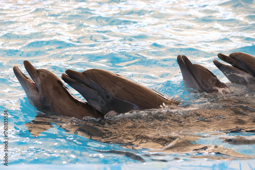 Group of Dolphins Swimming Playfully in Clear Blue Water