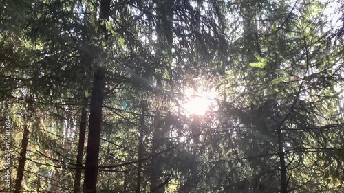 Sunny wild forest. Beautiful untamed nature.