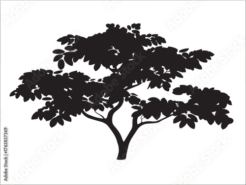 Classic ash tree shape illustration with graceful 2D vector lines