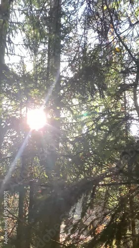 Sunny wild forest. Beautiful untamed nature.